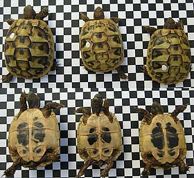Schildkröten stellung
